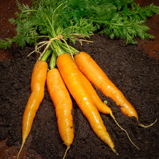 600 Imperator 58 Carrot Danver NON-GMO Heirloom Vegetable Seeds | www.seedsplantworld.com