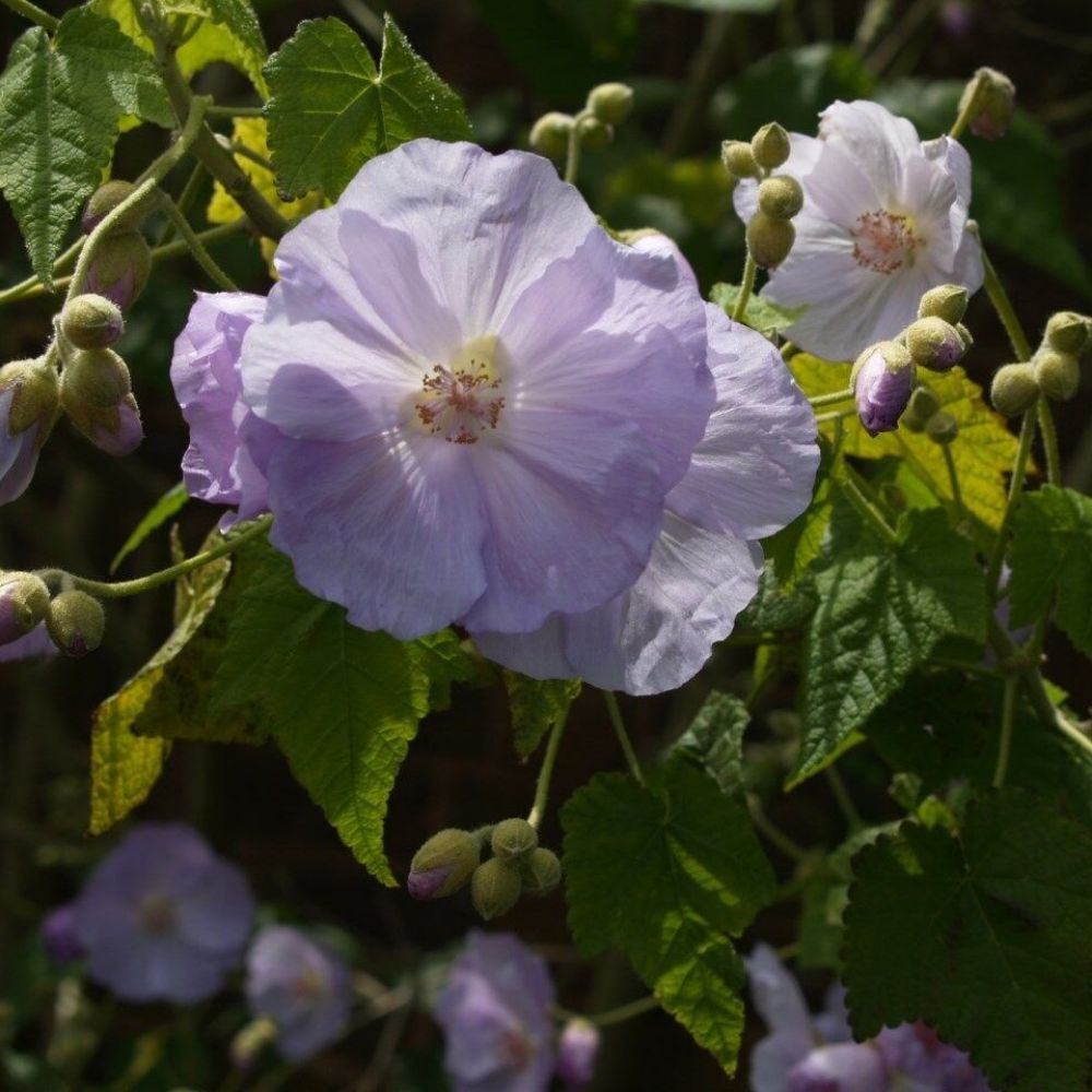 5 Abutilon Vitifolium Seeds For Planting | www.seedsplantworld.com