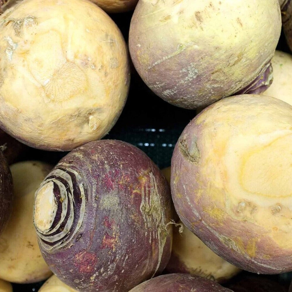 400 Laurentian Rutabaga NON-GMO Swedes Canadian Turnips Vegetable Seeds | www.seedsplantworld.com