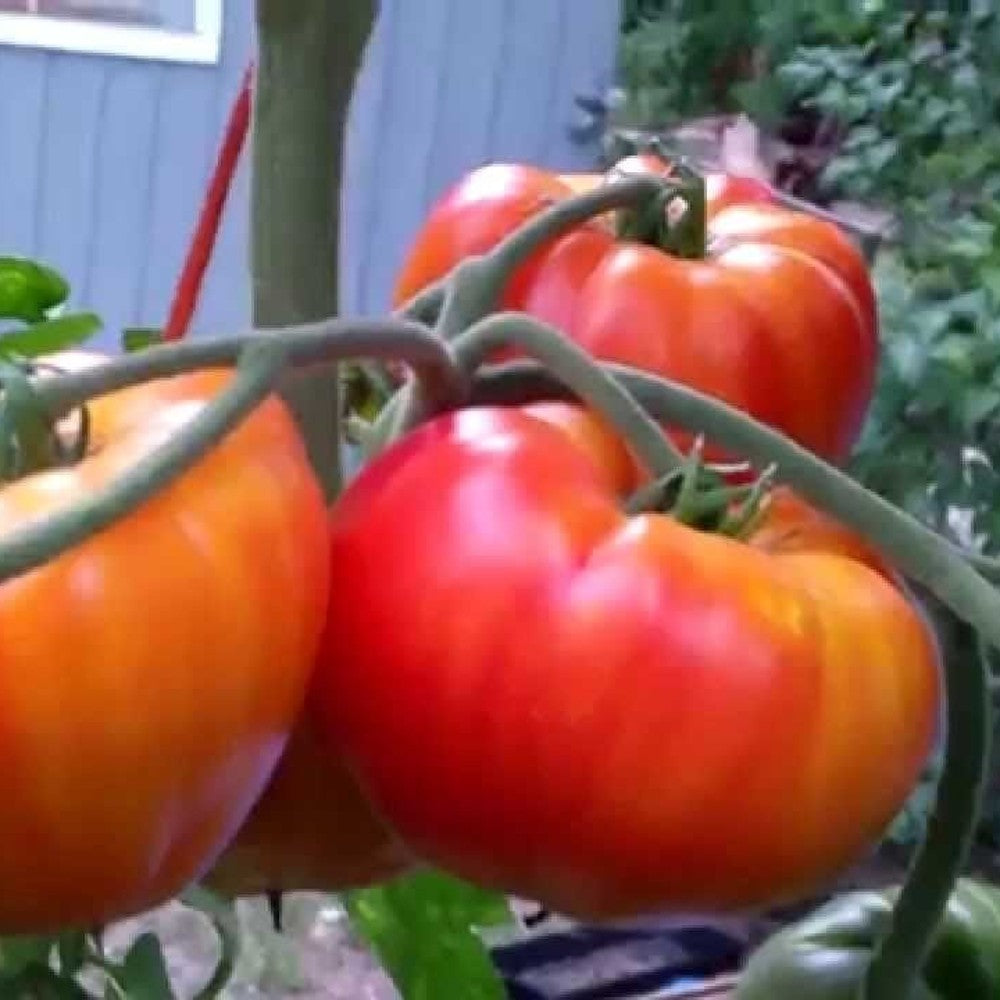 125 Big Rainbow Tomato NON-GMO Heirloom Slicing Beefsteak Vegetable Seeds | www.seedsplantworld.com