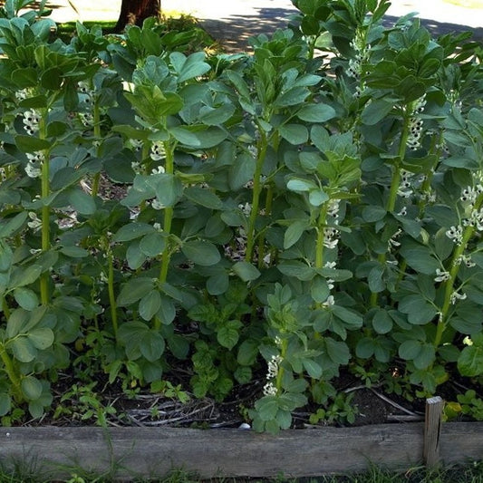 120 Broad Windsor Fava Bean NON-GMO Mediterranean Cover Crop Vegetable Seeds | www.seedsplantworld.com