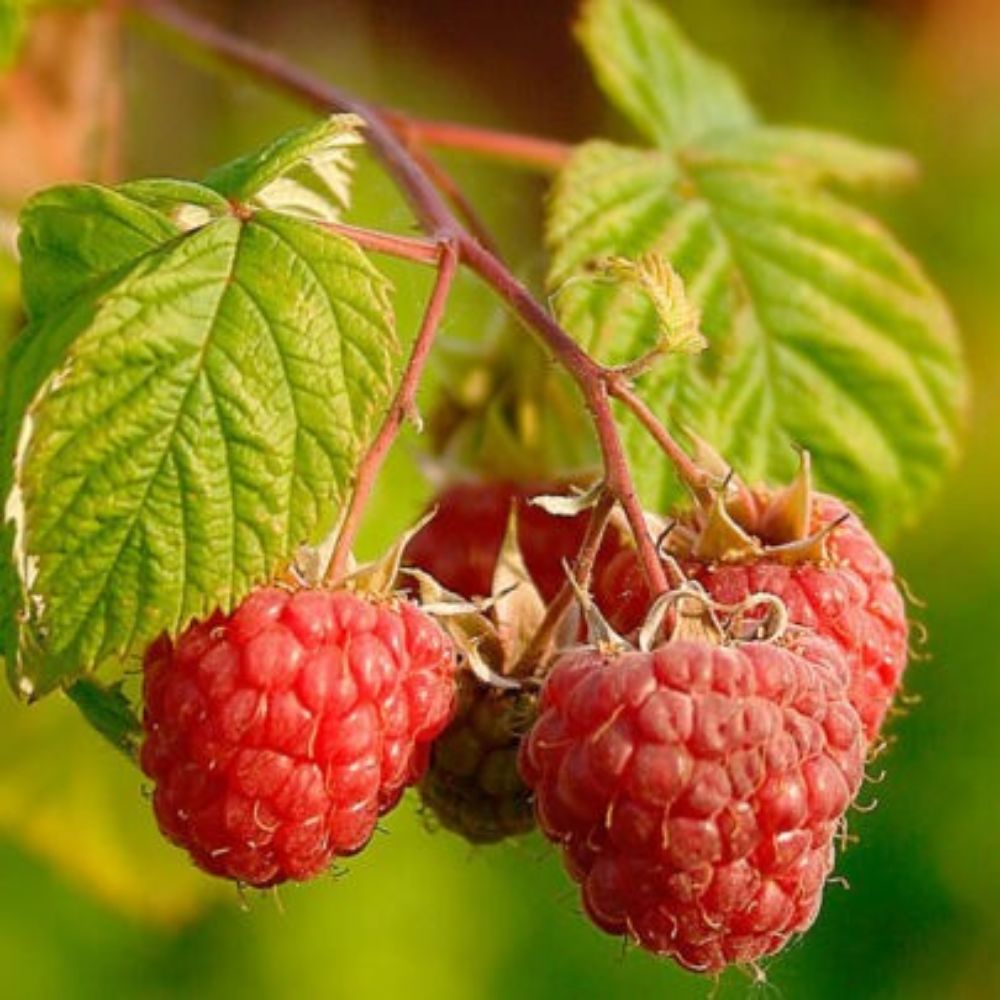 5 Rubus Idaeus Red Raspberry Fruit Seeds For Planting | www.seedsplantworld.com