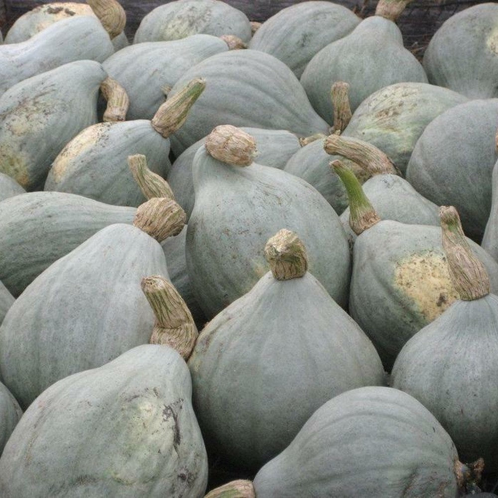 100 Blue Hubbard Winter Squash NON-GMO Vegetable Seeds | www.seedsplantworld.com