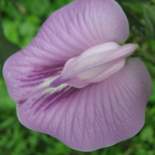 5 Centrosema Pubescens Pink Butterfly Pea Seeds For Planting | www.seedsplantworld.com