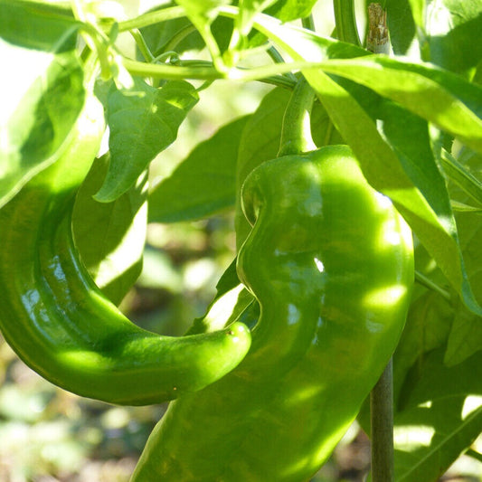 100 Hatch Lumbre Chili Pepper NuMex XXX Hot Green Chile Ristra Vegetable Seeds | www.seedsplantworld.com