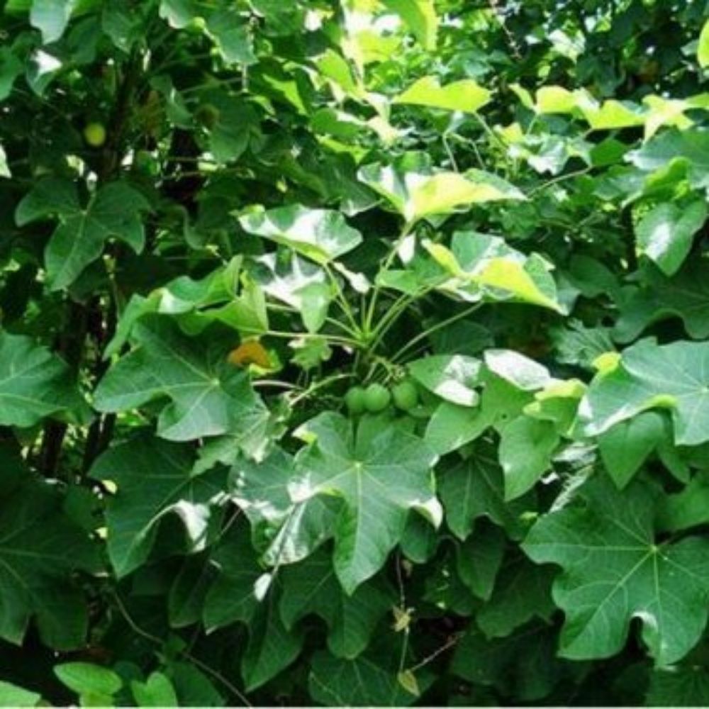 5 Jatropha Curcas Physic Nut Seeds For Planting | www.seedsplantworld.com