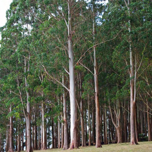 10 Eucalyptus Regnans Unique Tree seeds For Planting | www.seedsplantworld.com