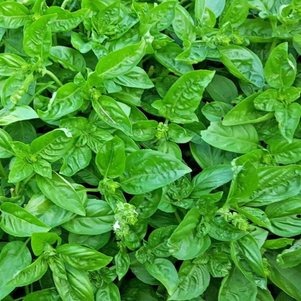 250 Genovese Basil Herb NON-GMO Heirloom Herb Seeds | www.seedsplantworld.com