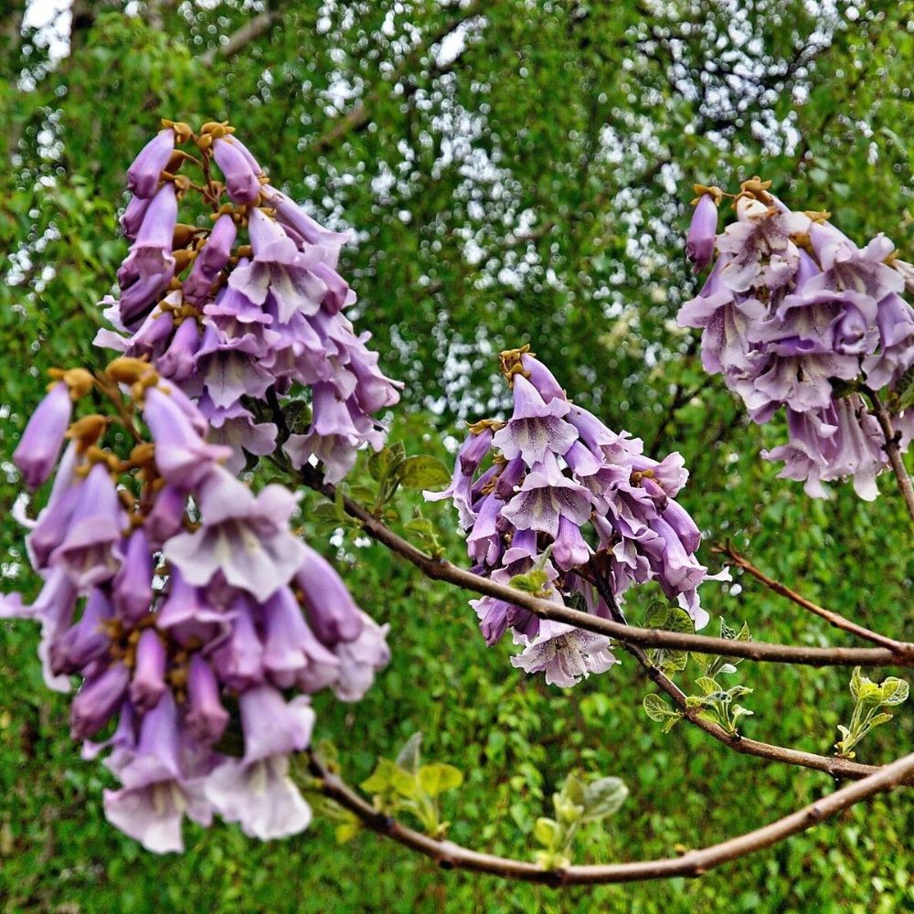 10 Paulownia Kawakamii Sapphire Dragon Tree Seeds For Planting | www.seedsplantworld.com