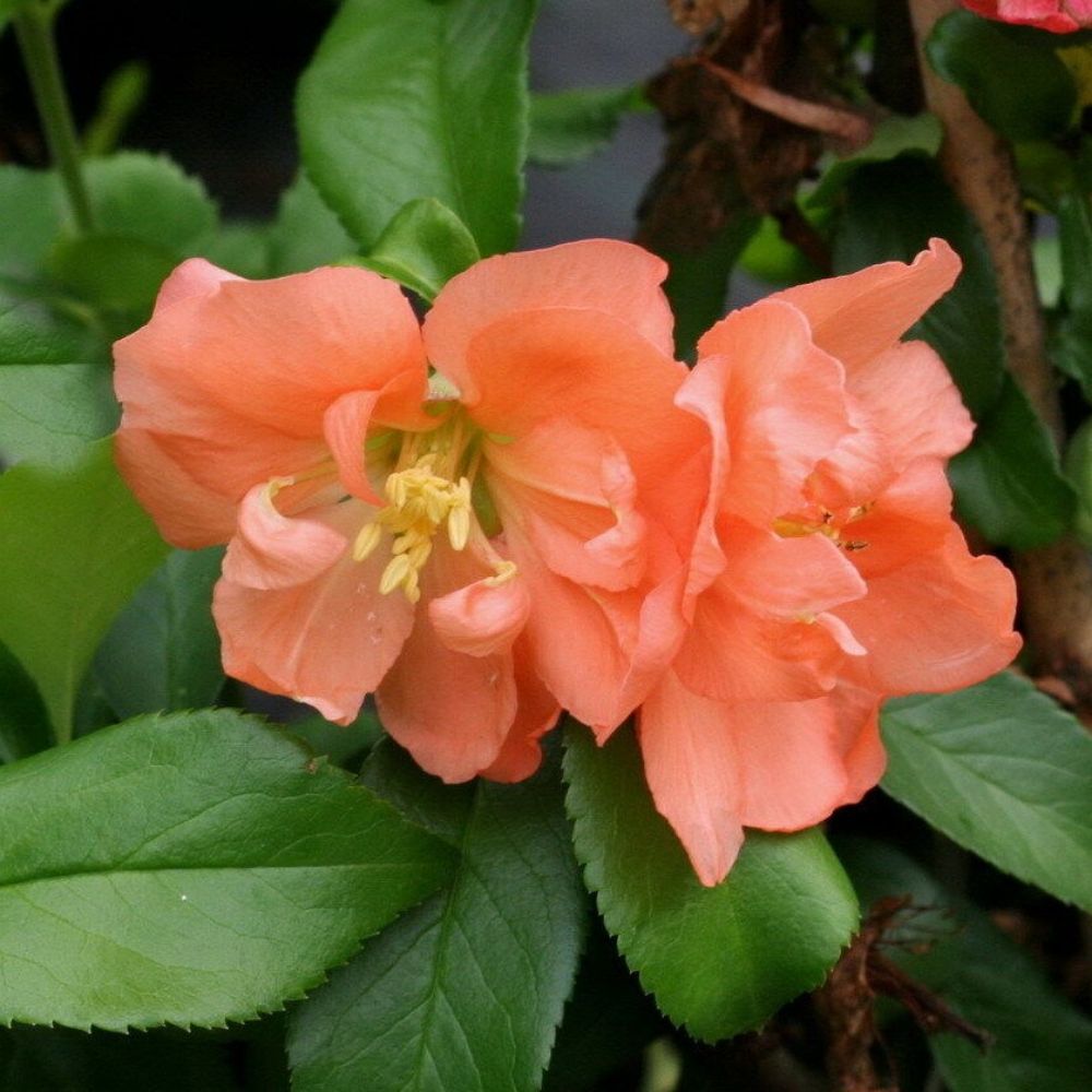 5 Chaenomeles Hybrids Mix Flowering Quince Shrub Seeds For Planting | www.seedsplantworld.com