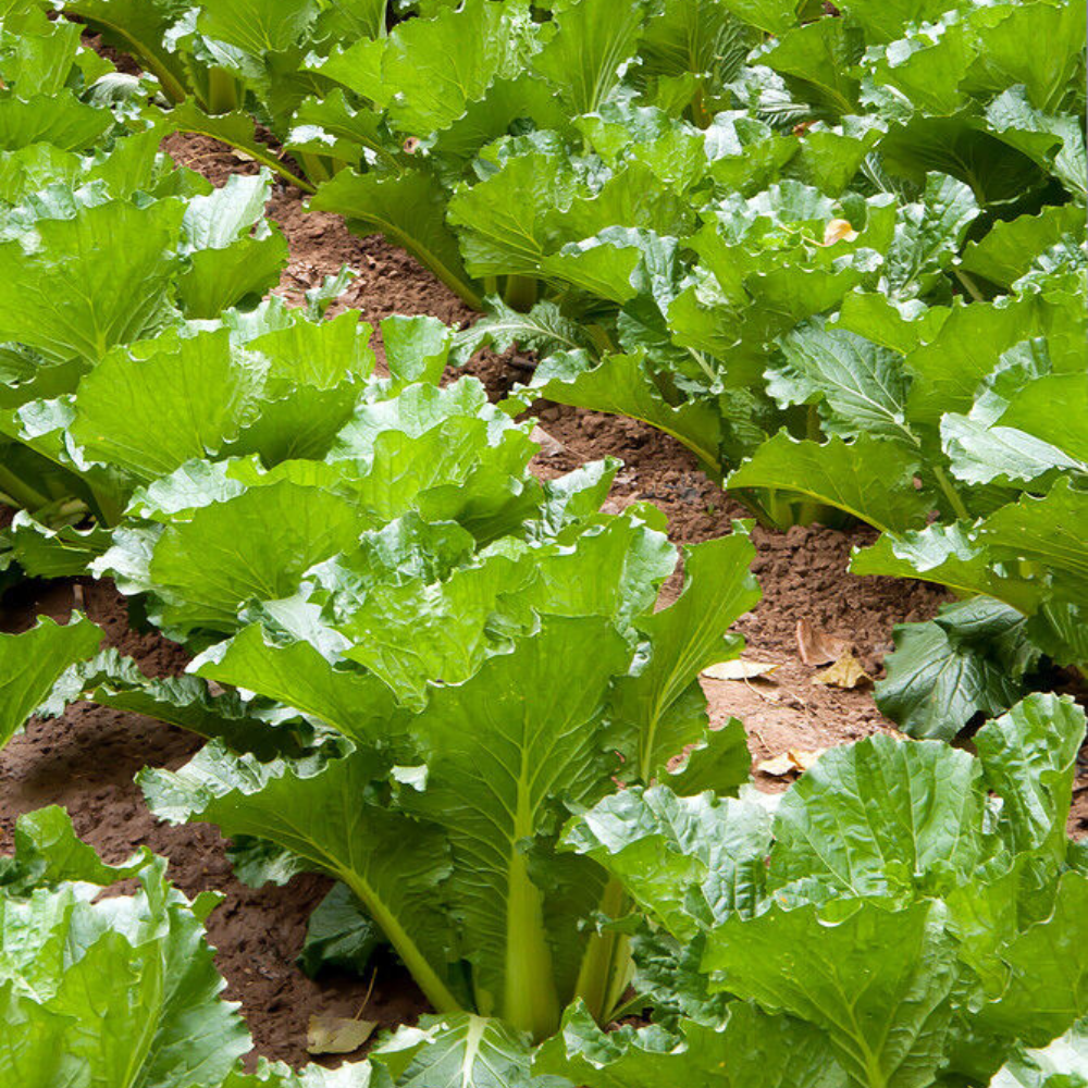 300 Michihili Chinese Cabbage NON-GMO Vegetable Seeds | www.seedsplantworld.com