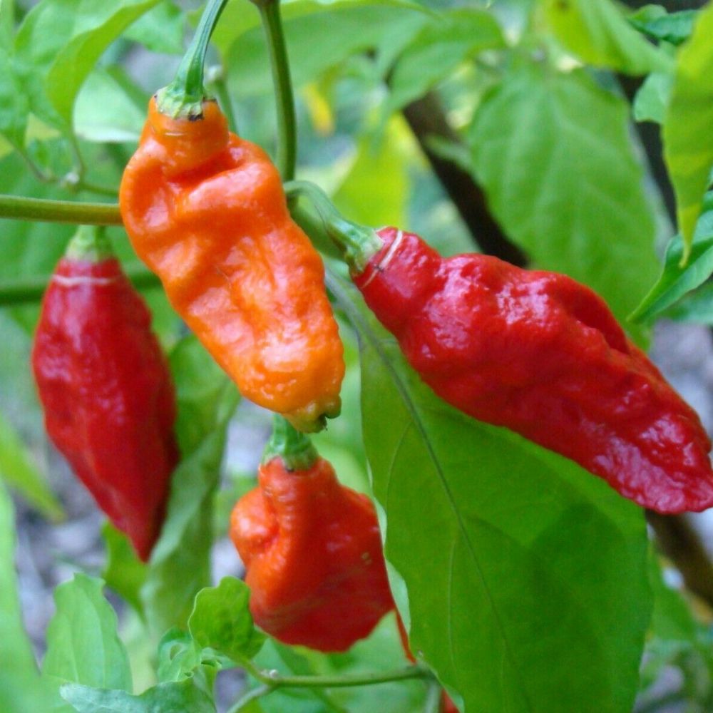 10 Capsicum Bhut Jolokia Ghost Pepper Seeds For Planting | www.seedsplantworld.com