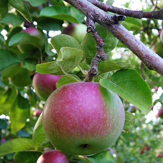 5 Malus Pumila Fuji Dwarf Apple Tree Seeds For Planting | www.seedsplantworld.com