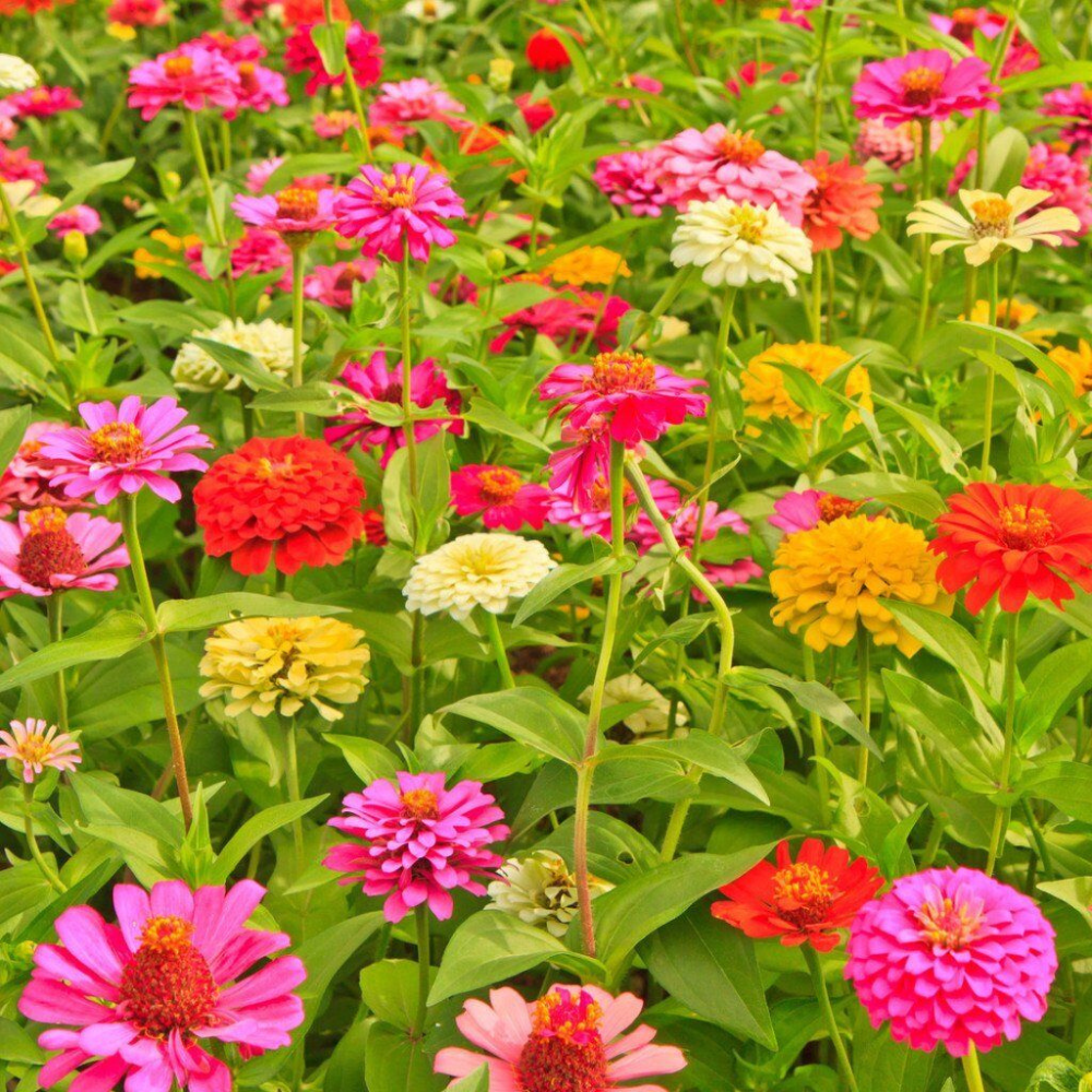 100 California Giants Zinnia Mix Bright Colors Cut Flowers Stunning Flowers Seeds | www.seedsplantworld.com