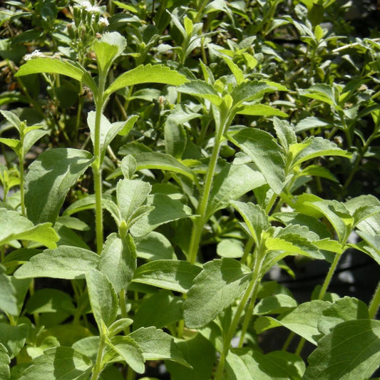 5 Stevia Rebaudiana Sugar Substitute Herb Seeds For Planting | www.seedsplantworld.com