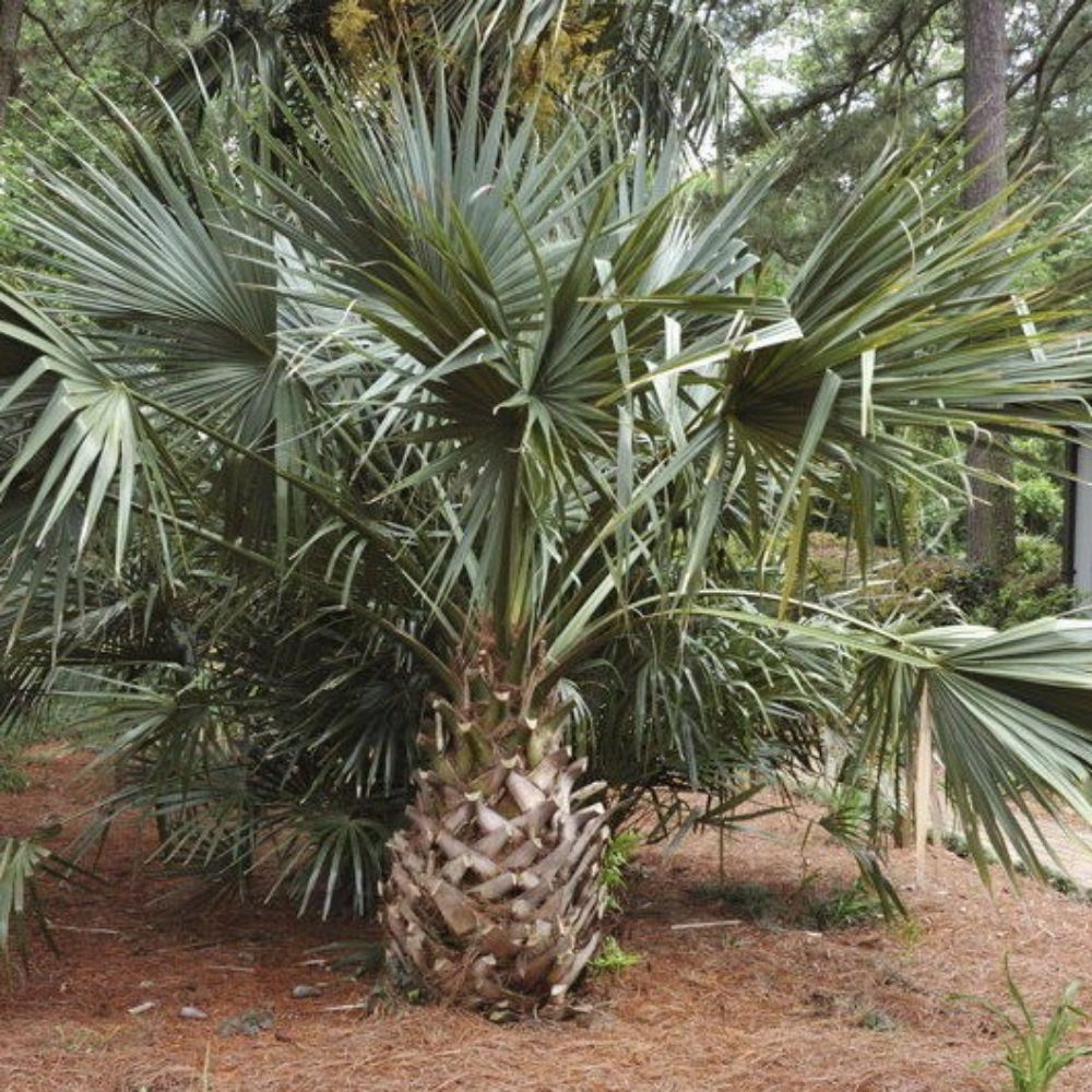 5 Sabal Riverside Cold Hardy Riverside Palmetto Seeds For Planting | www.seedsplantworld.com