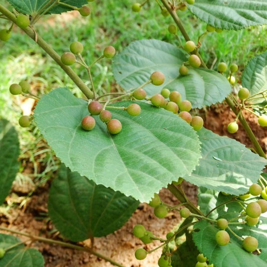 5 Grewia Optiva Bihul Unique Tree Seeds For Planting | www.seedsplantworld.com