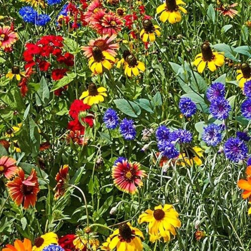 400 Southeast Wildflower Mix 25 Stunning Annuals And Perennials Flowers Seeds | www.seedsplantworld.com