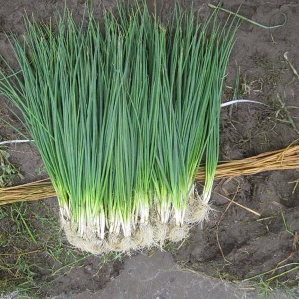 250 White Lisbon Bunching Onion Scallions NON-GMO Heirloom Vegetable Seeds | www.seedsplantworld.com