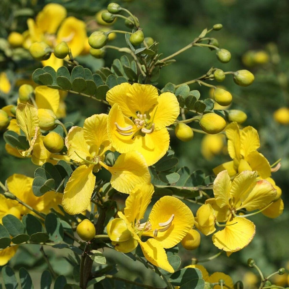 5 Cassia Auriculata Cassia Yellow Flowers Seeds For Planting | www.seedsplantworld.com