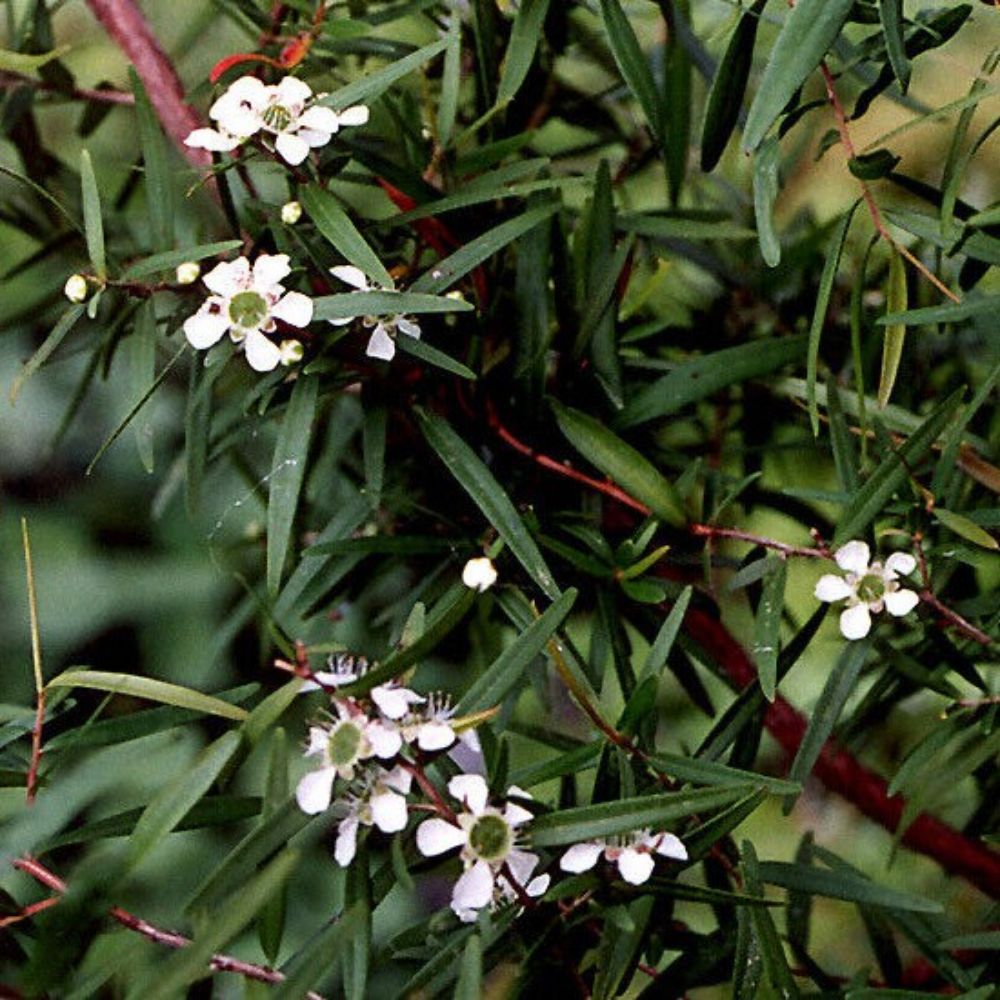 10 Leptospermum Citratum Lemon Scented Tea Tree Seeds For Planting | www.seedsplantworld.com