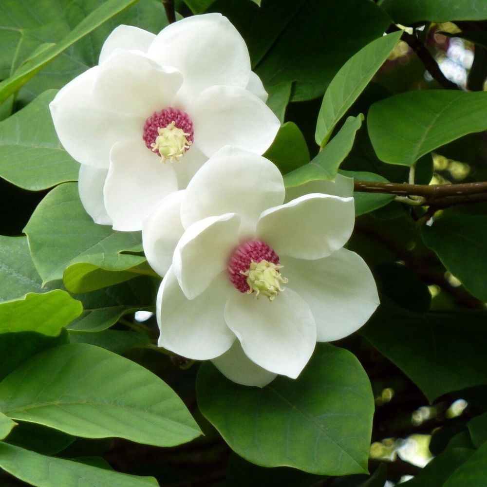 5 Magnolia Sieboldii Seeds For Planting | www.seedsplantworld.com