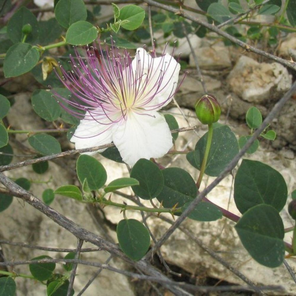 5 Capparis Spinosa Caper Bush Seeds For Planting | www.seedsplantworld.com