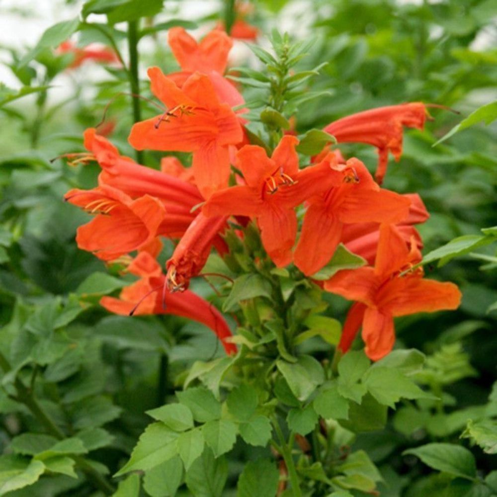 5 Tecomaria Capensis Orange Trumpet Seeds For Planting | www.seedsplantworld.com