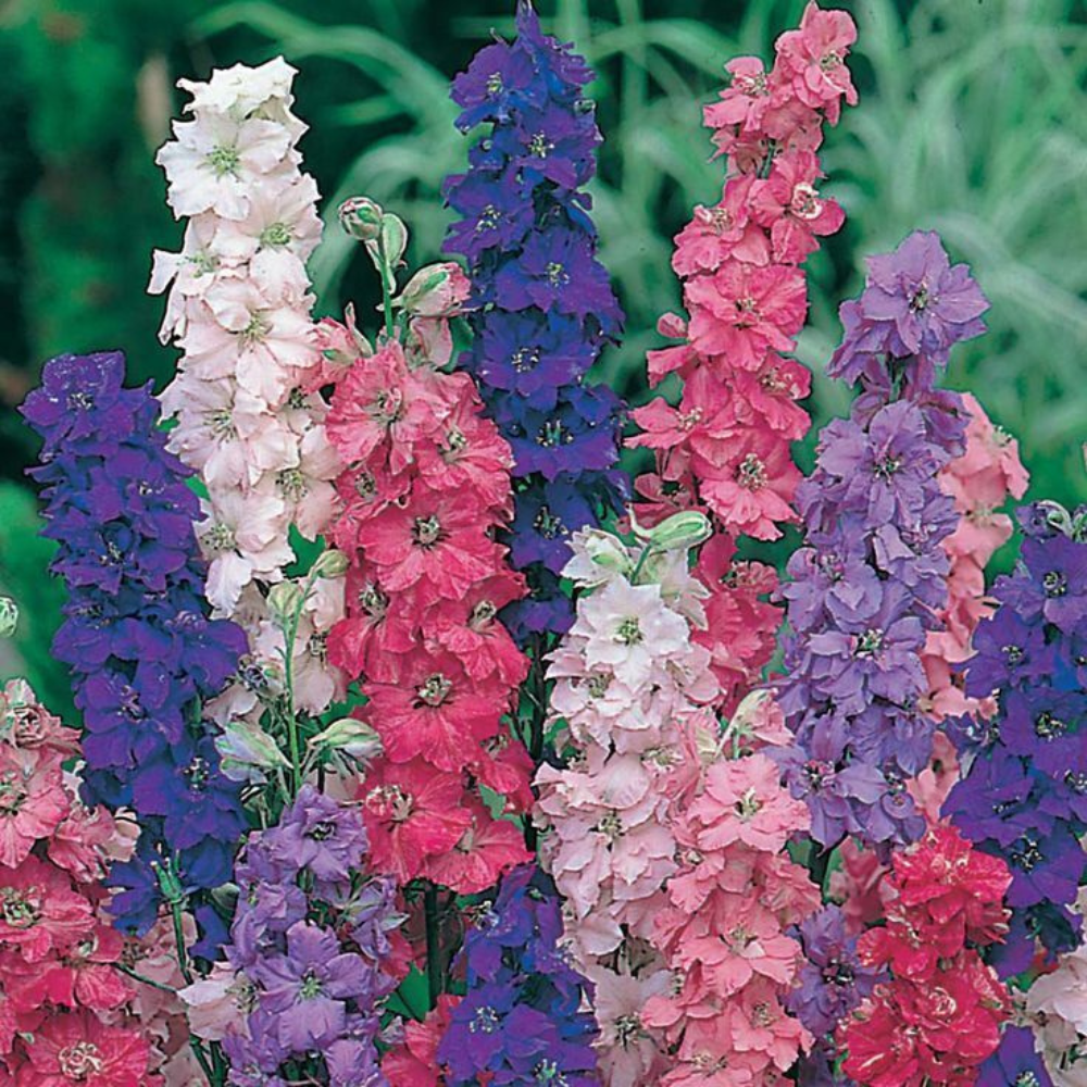 250 Imperial Rocket Larkspur Mix Delphinium Consolida Flower Seeds | www.seedsplantworld.com