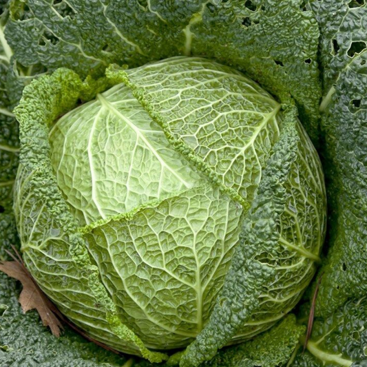 250 Savoy Perfection Cabbage NON-GMO Drumhead Easy Grow Heirloom Vegetable Seeds | www.seedsplantworld.com