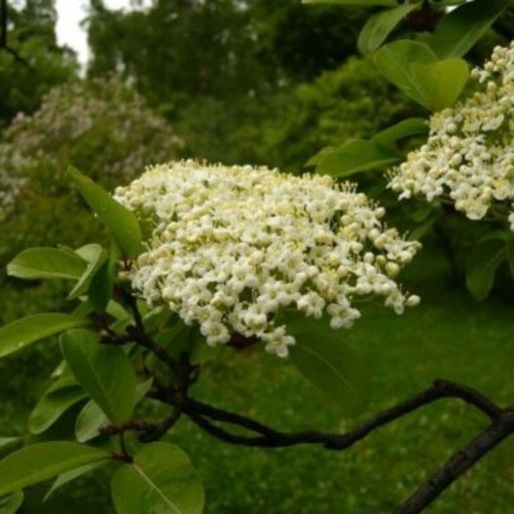 10 Viburnum Prunifolium Black Haw Viburnum Shrub Seeds For Planting | www.seedsplantworld.com