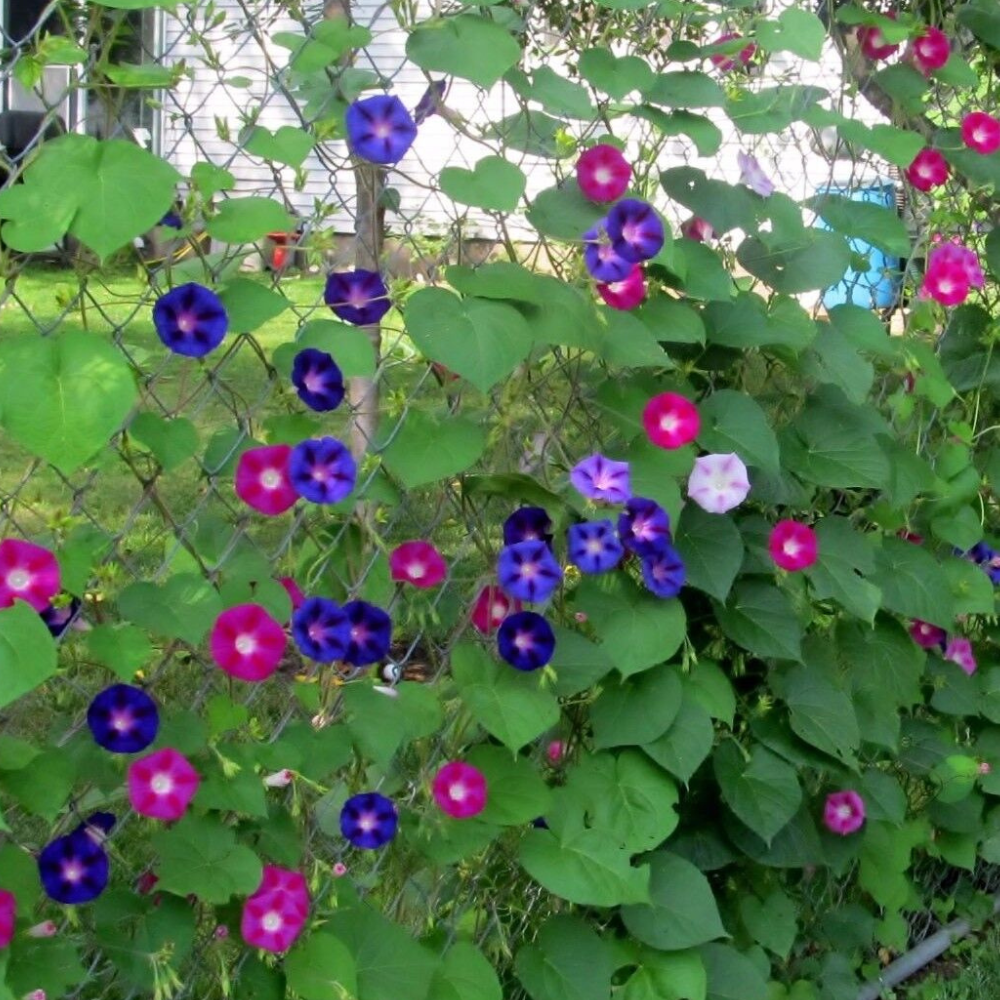 100 Morning Glory Tall Mixed Wildflower NON-GMO Flowers Seeds | www.seedsplantworld.com