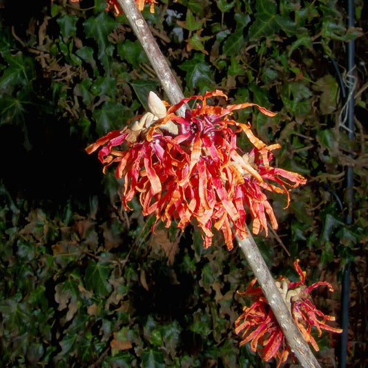 5 Hamamelis Intermedia Witch Hazel Shrub Seeds For Planting | www.seedsplantworld.com