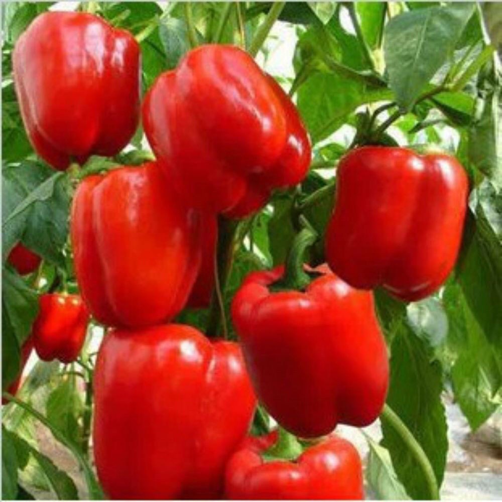 100 Big Red Sweet Bell Pepper NON-GMO Heirloom Vegetable Seeds | www.seedsplantworld.com