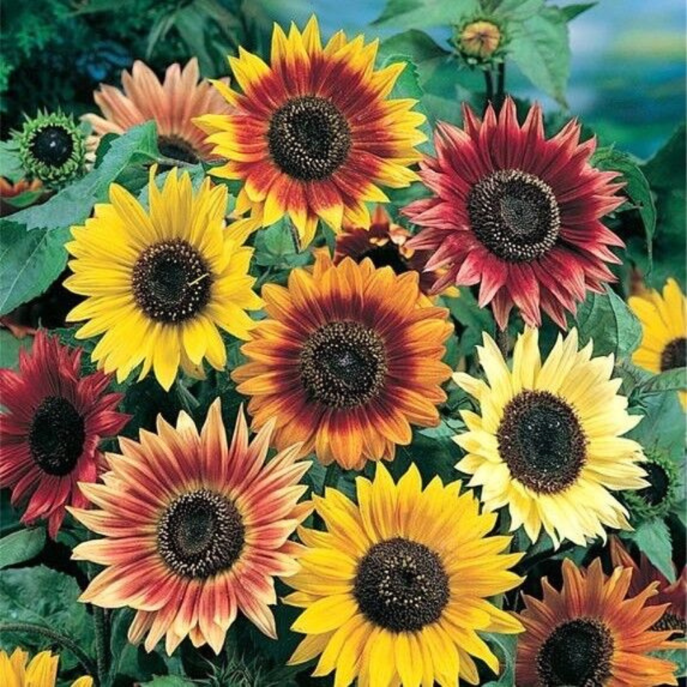 125 Sunny Sun Power Sunflower Mix 10 Species Flowers Seeds | www.seedsplantworld.com