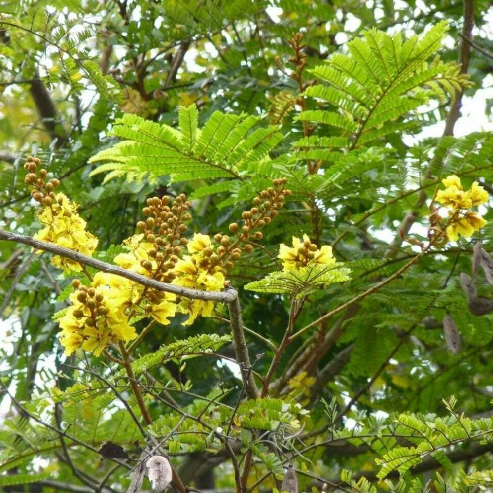 5 Acacia Ferruginea Hardy Acacia Seeds For Planting | www.seedsplantworld.com