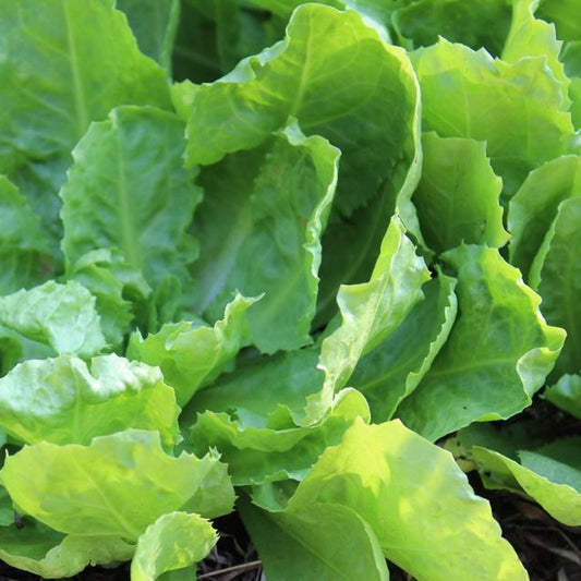 500 Endive Escarole Batavian Broadleaf NON-GMO Vegetable Seeds | www.seedsplantworld.com