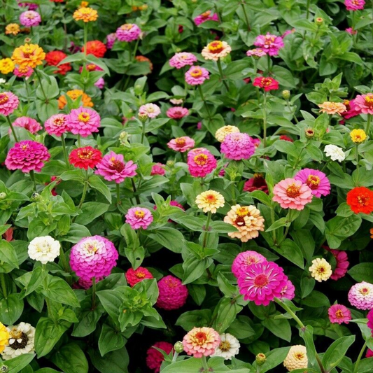 100 Pumila Mix Zinnia Cut And Come Again Flowers Seeds | www.seedsplantworld.com