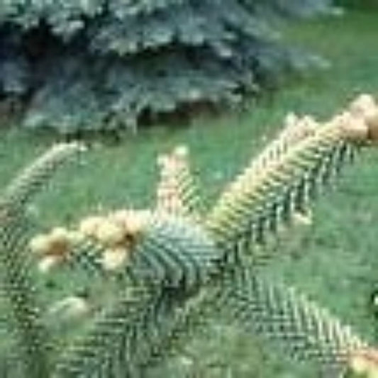 5 Abies Pinsapo Spanish Fir Tree Seeds For Planting | www.seedsplantworld.com