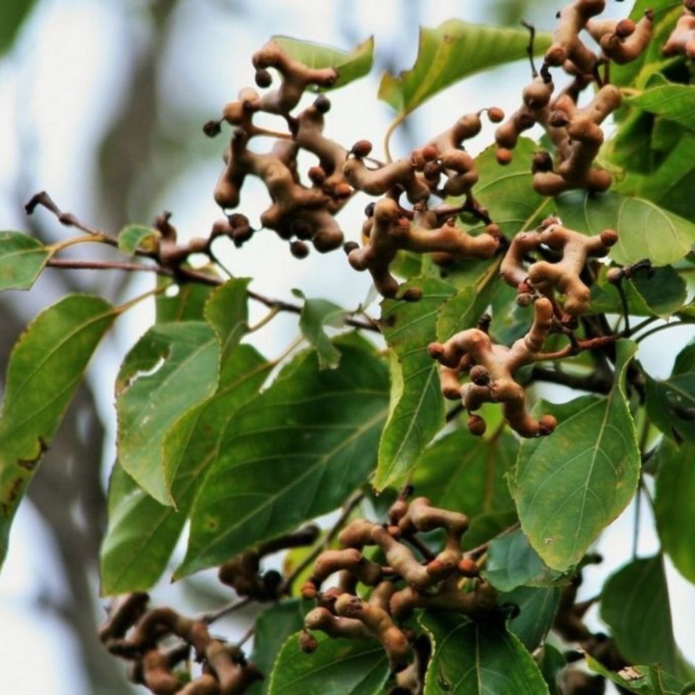 5 Hovenia Dulcis Raisin Tree Seeds For Planting | www.seedsplantworld.com