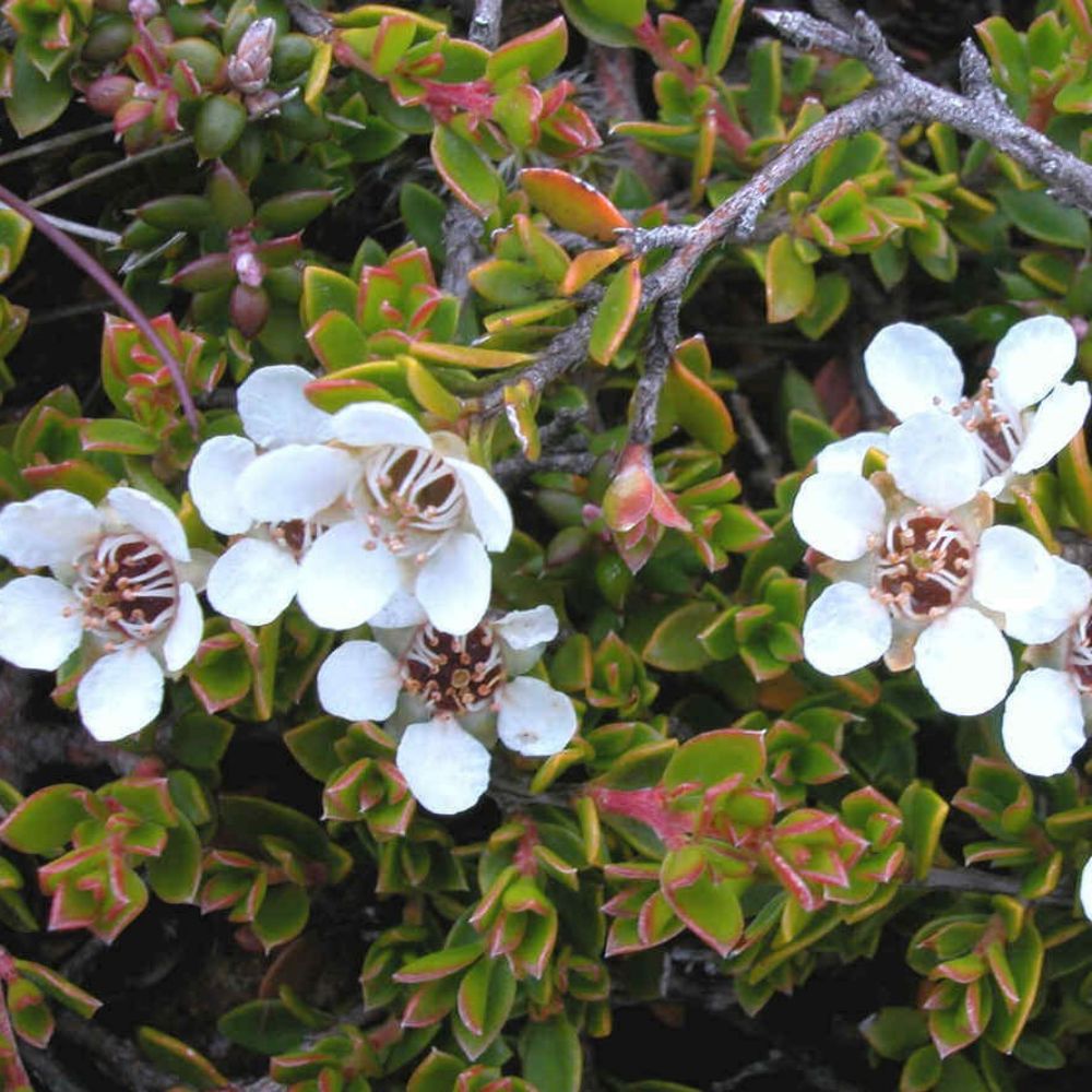 10 Leptospermum Rupestre Alpine Tea Tree Seeds For Planting | www.seedsplantworld.com