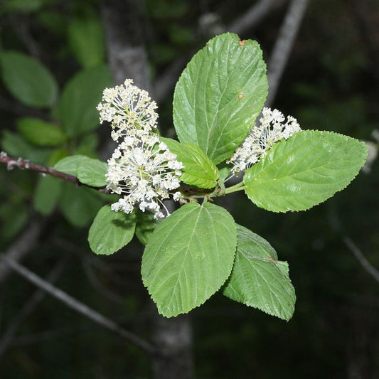 5 Ceanothus Sanguineus Redstem Ceanothus Shrub Seeds For Planting | www.seedsplantworld.com