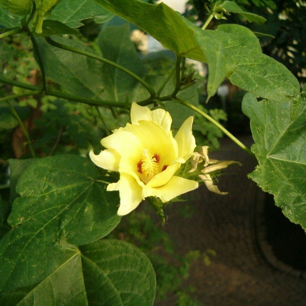 5 Gossypium Hirsutum Upland Cotton Seeds For Planting | www.seedsplantworld.com