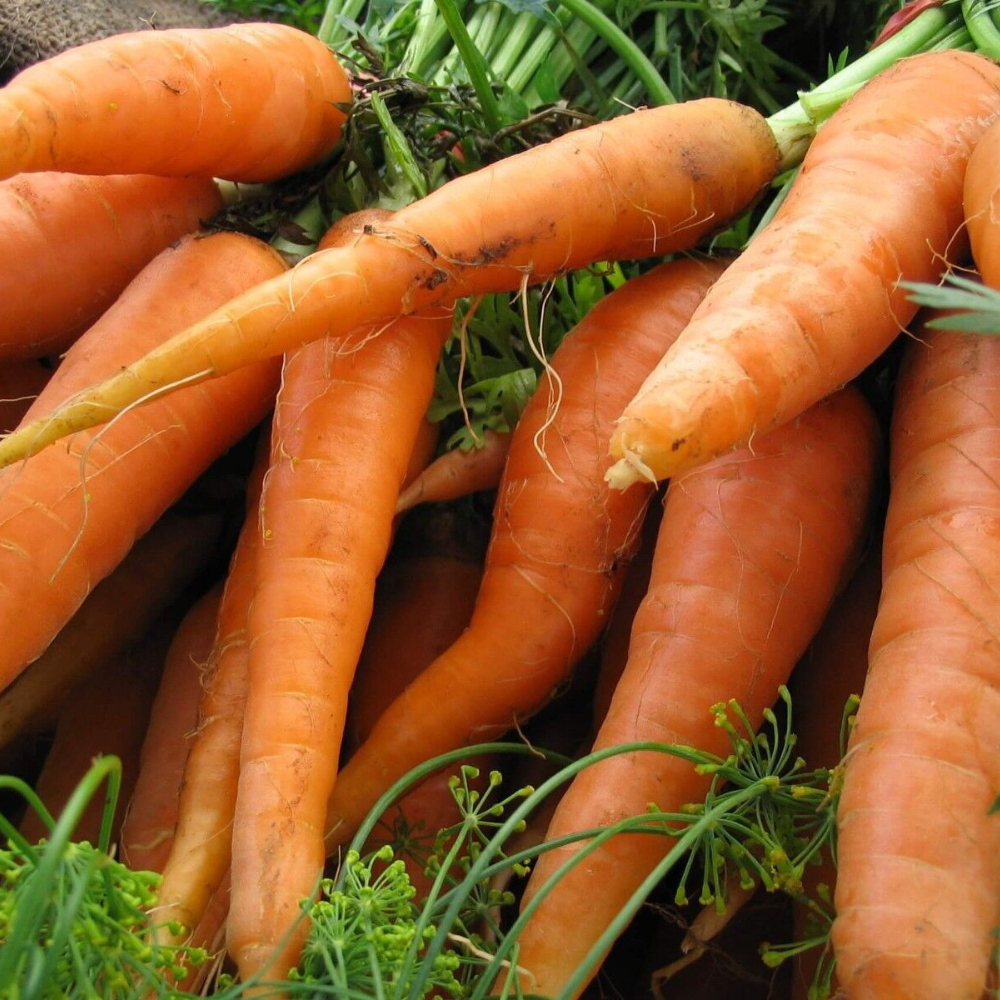 600 Scarlet Nantes Carrot Early Coreless NON-GMO Vegetable Seeds | www.seedsplantworld.com