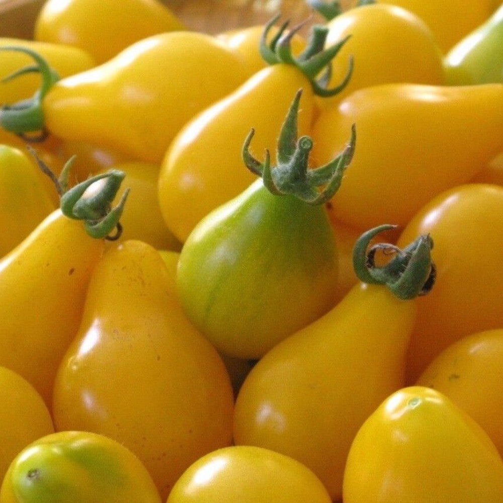 100 Yellow Pear Tomato Rare NON-GMO Heirloom Sweet & Juicy Vegetable Seeds | www.seedsplantworld.com