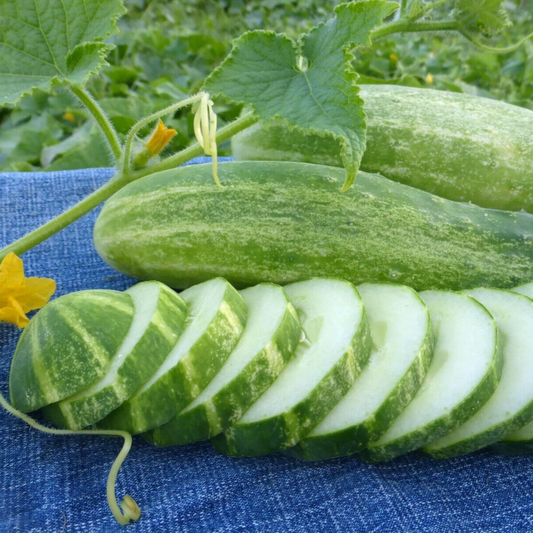 30 Straight Eight Cucumber NON-GMO Heirloom Fruit Seeds | www.seedsplantworld.com