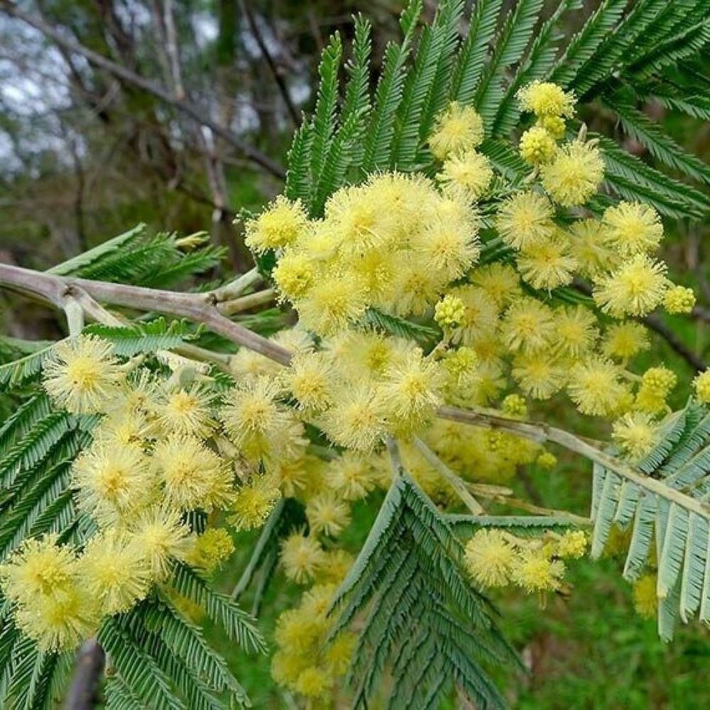 5 Acacia Mearnsii Hardy Acacia • Black Wattle Seeds For Planting | www.seedsplantworld.com