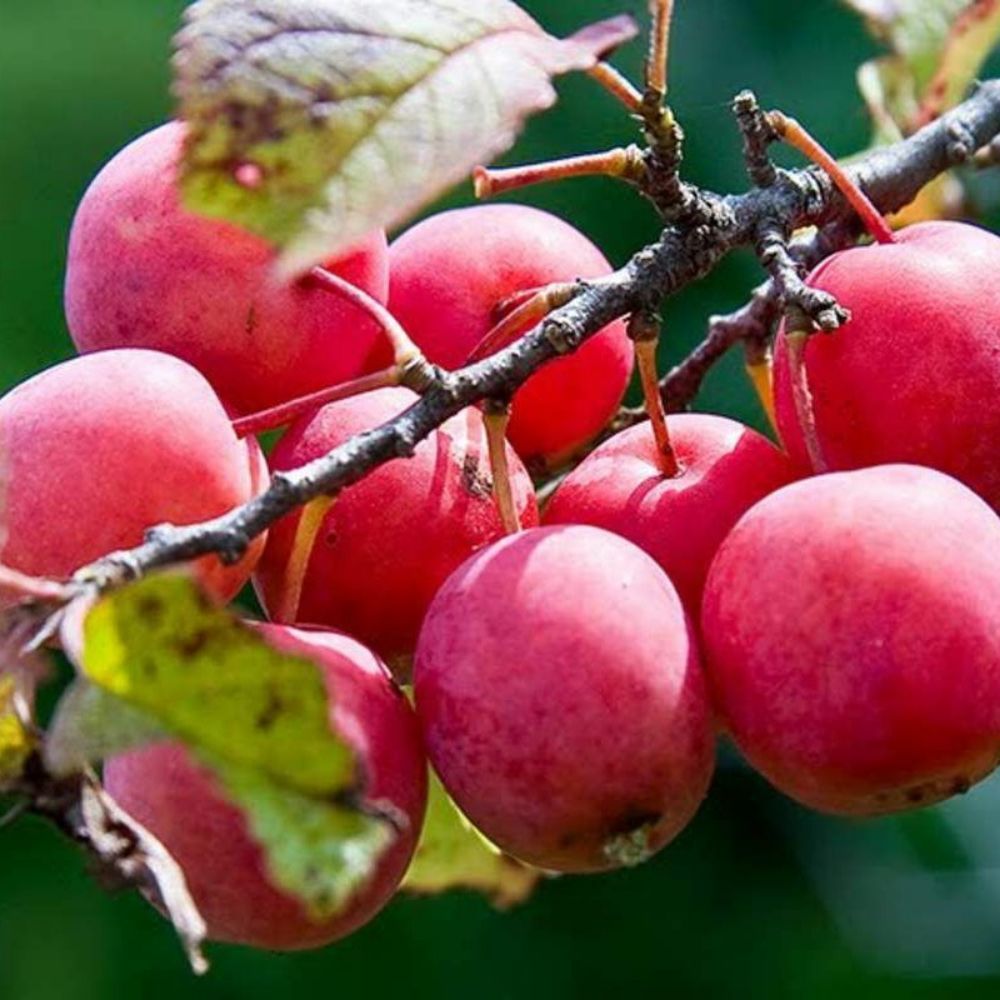 5 Prunus Americana American Plum Tree Seeds For Planting | www.seedsplantworld.com