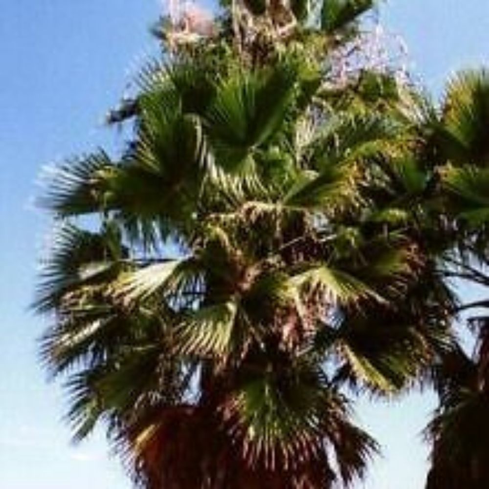 5 Washingtonia Robusta Mexican Fan Palm Exotic Seeds For Planting | www.seedsplantworld.com