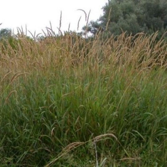 10 Phalaris Arundinacea Native Ornamental Grass Seeds For Planting | www.seedsplantworld.com